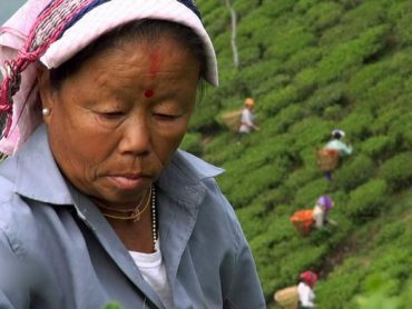 The Dark Side Of The Tea Trade