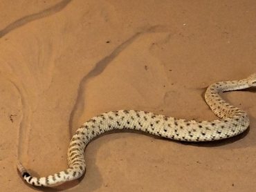 Steve Irwin: Sidewinders of Arizona