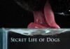 The Secret Life of Dogs